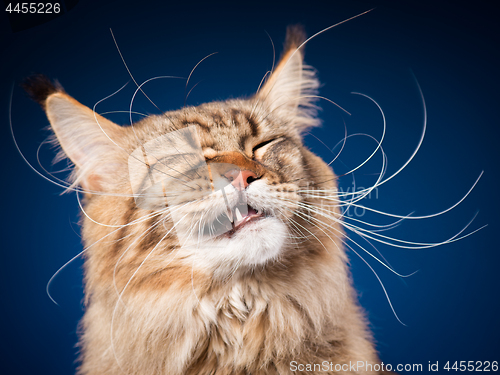 Image of Portrait of Maine Coon cat