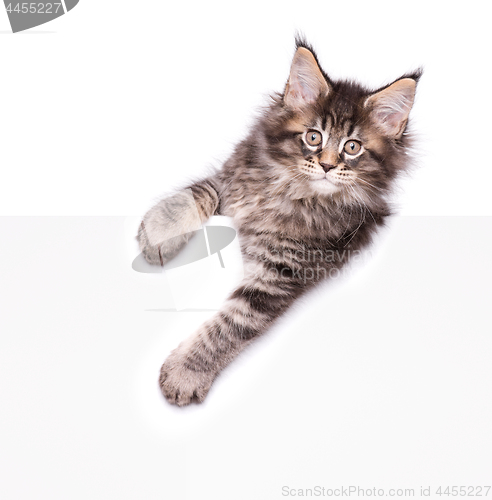 Image of Maine Coon kitten with blank