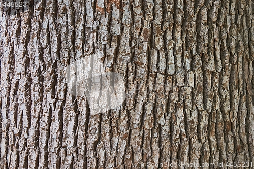 Image of Tree Trunk Closeup