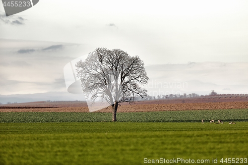 Image of Tree on a field