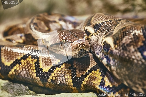 Image of Reticulated python curled up