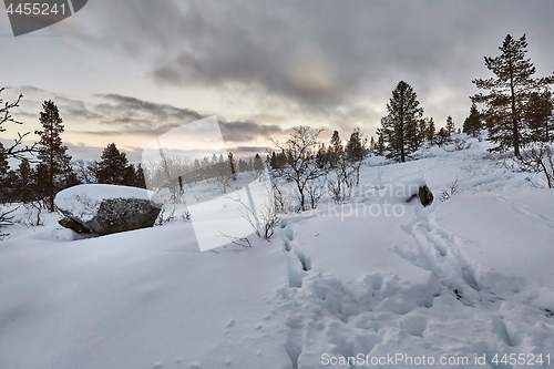 Image of Winter Snowy Landscape