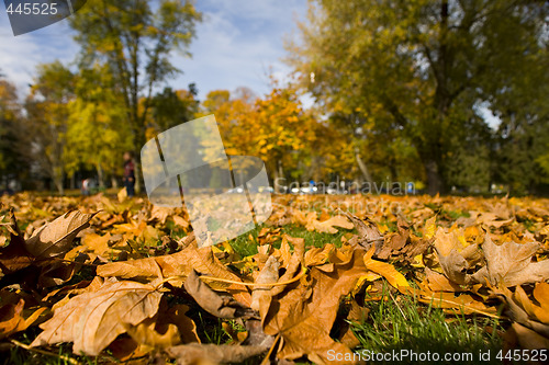 Image of fall scene