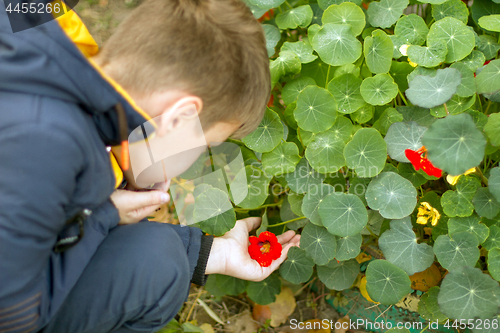 Image of Boy holding red flower in his hand