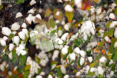 Image of The green bush with the snow