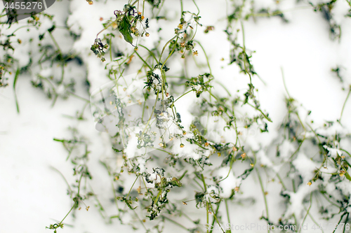 Image of The green bush with the snow