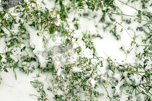 Image of The green bush with the snow