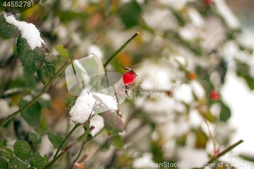 Image of The green bush of roses