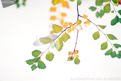 Image of The green branch with the snow