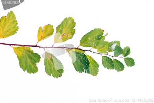 Image of The green branch with the snow