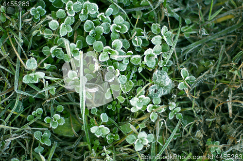 Image of Frozen plants