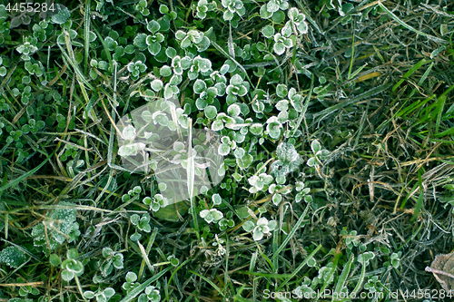 Image of Frozen plants