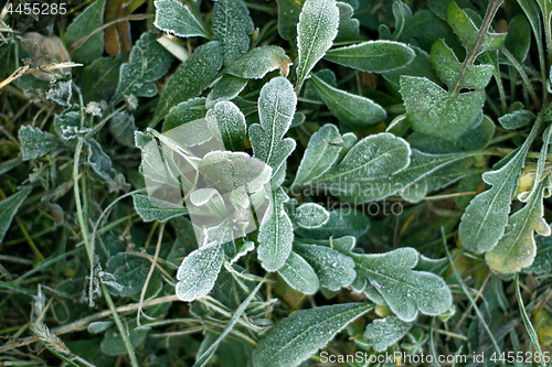 Image of Frozen plants