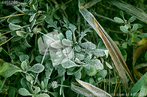 Image of Frozen plants