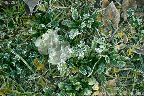 Image of Frozen plants