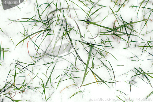 Image of Frozen plants and grass