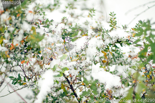 Image of Frozen plants