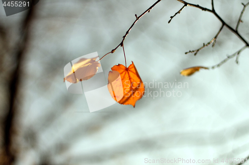 Image of Fall autumn season foliage