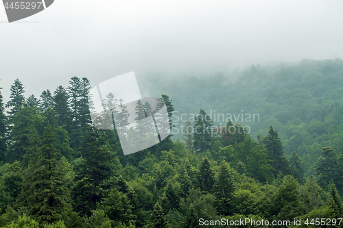 Image of Spruce trees if fog