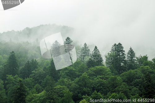 Image of Spruce trees if fog