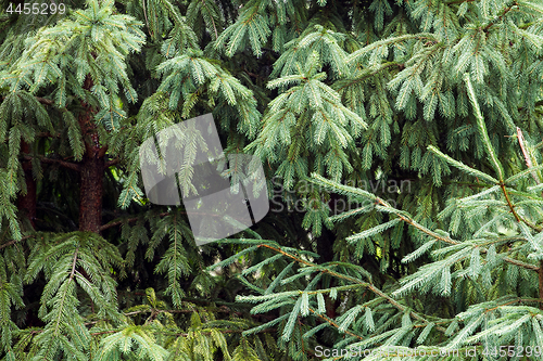 Image of Pines in the wood