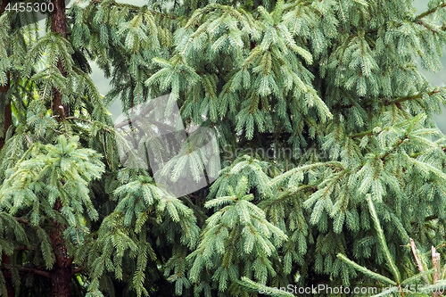 Image of Pines in the wood