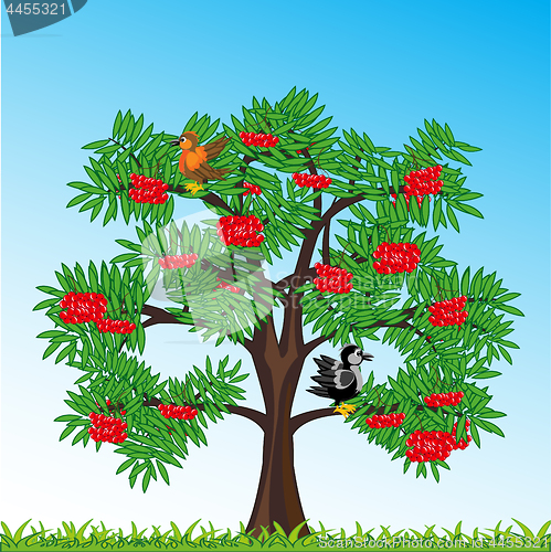 Image of Tree rowanberry with berry year daytime.Vector illustration