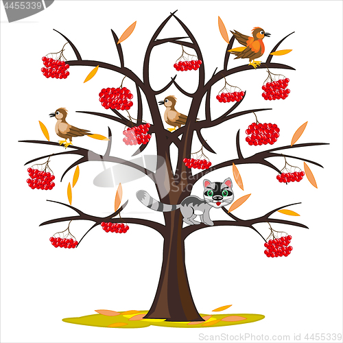 Image of Vector illustration tree rowanberry by late autumn