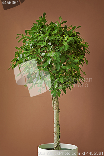 Image of Ficus tree on a brown background