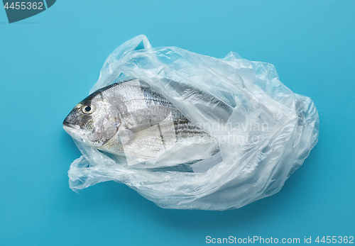 Image of raw sea bream