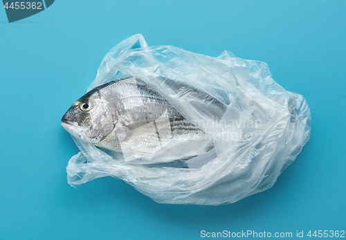 Image of raw sea bream