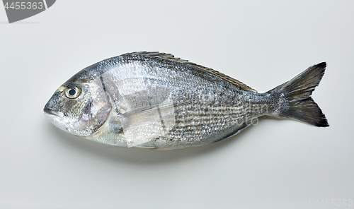 Image of raw sea bream