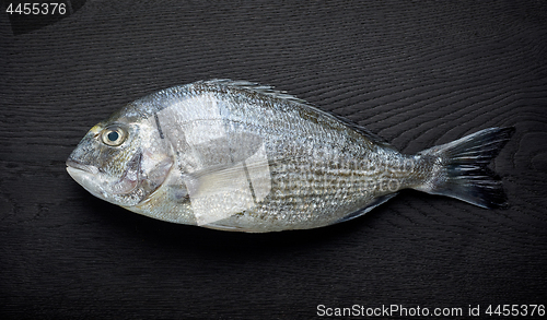 Image of raw sea bream