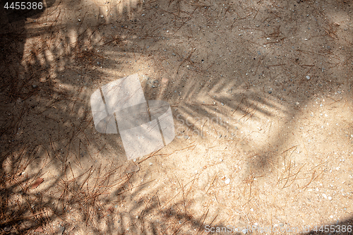 Image of Shadows of tropical leaves