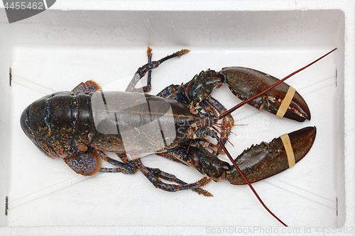 Image of Lobster