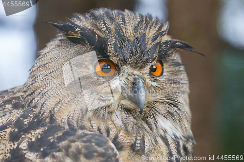 Image of Portrait of a large eurasian eagle-owl