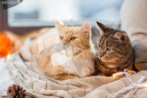 Image of two cats lying on window sill with blanket at home