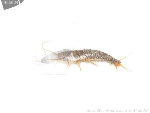 Image of Silverfish Lepisma saccharina