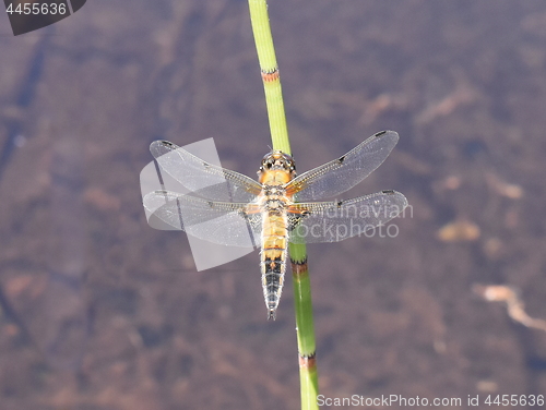 Image of Libellula quadrimaculata