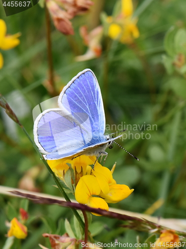 Image of common blue butterfly