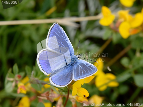 Image of common blue butterfly