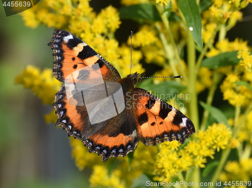 Image of Tortoiseshell butterfly