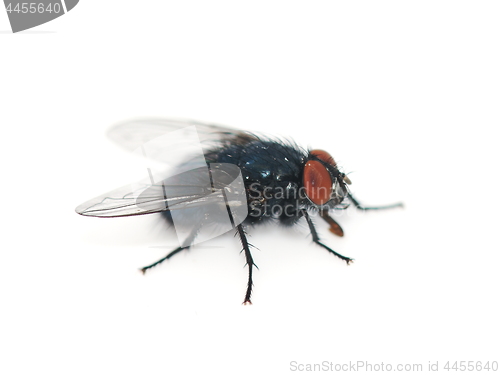 Image of Calliphora vomitoria