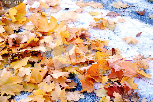 Image of First snow