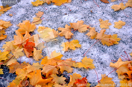 Image of First snow