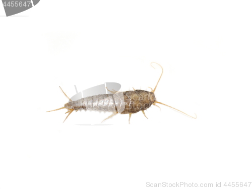 Image of Silverfish Lepisma saccharina