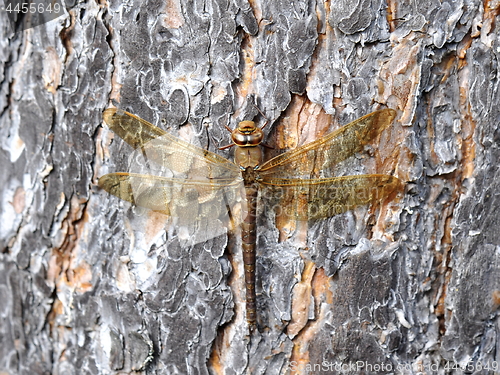 Image of Aescha grandis dragonfly