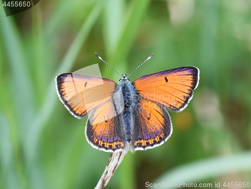 Image of Lycaena hippothoe