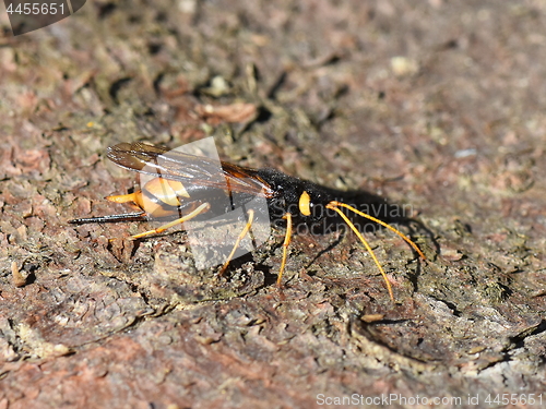 Image of Giant wood wasp