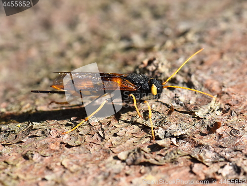 Image of Giant wood wasp